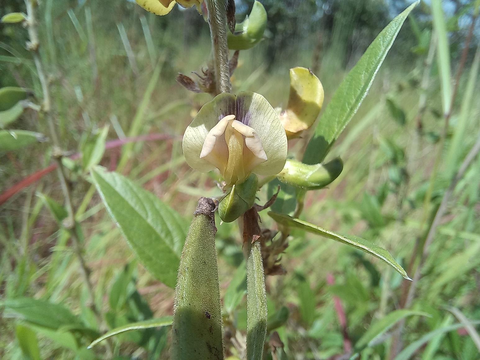 Dolichos pseudocomplanatus Dolichos pseudocomplanatus
