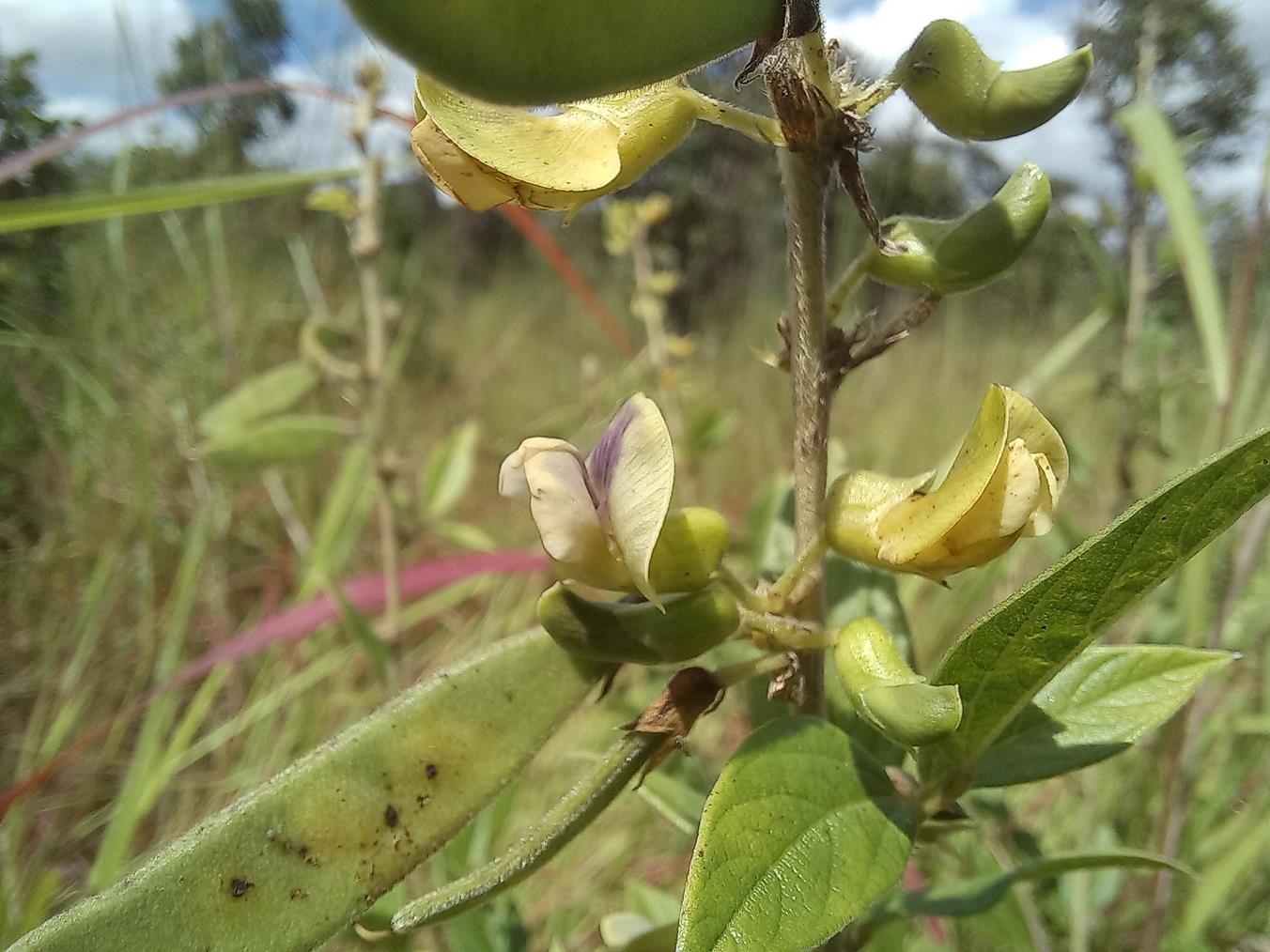 Dolichos pseudocomplanatus