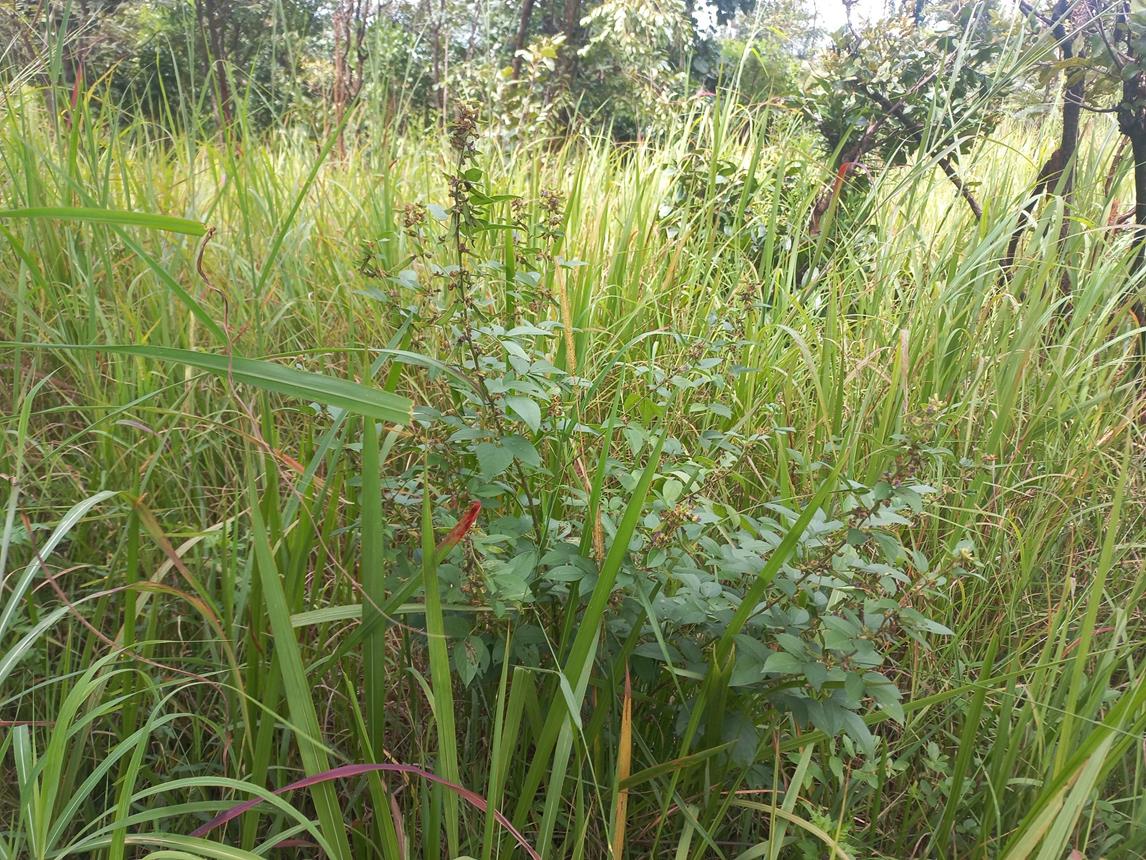 Dolichos pseudocomplanatus Dolichos pseudocomplanatus