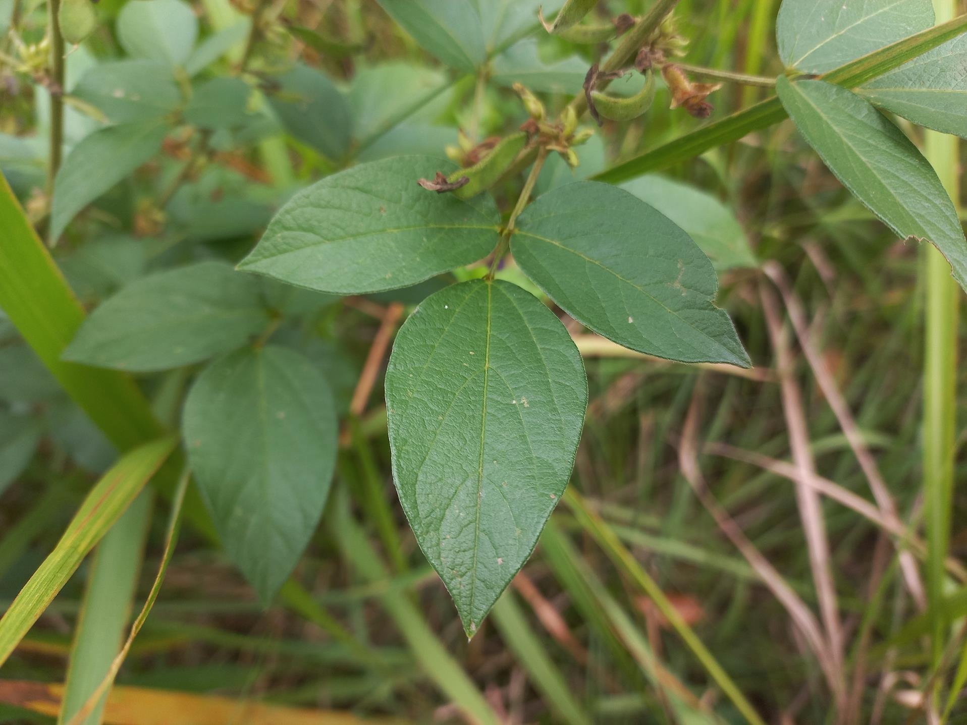 Dolichos pseudocomplanatus Dolichos pseudocomplanatus