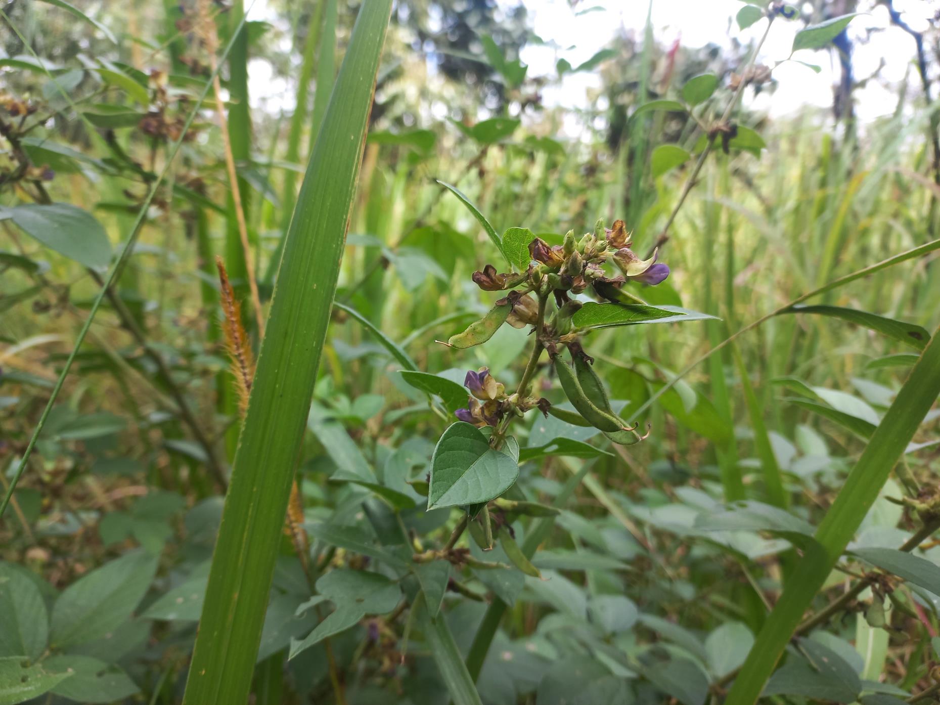 Dolichos pseudocomplanatus Dolichos pseudocomplanatus
