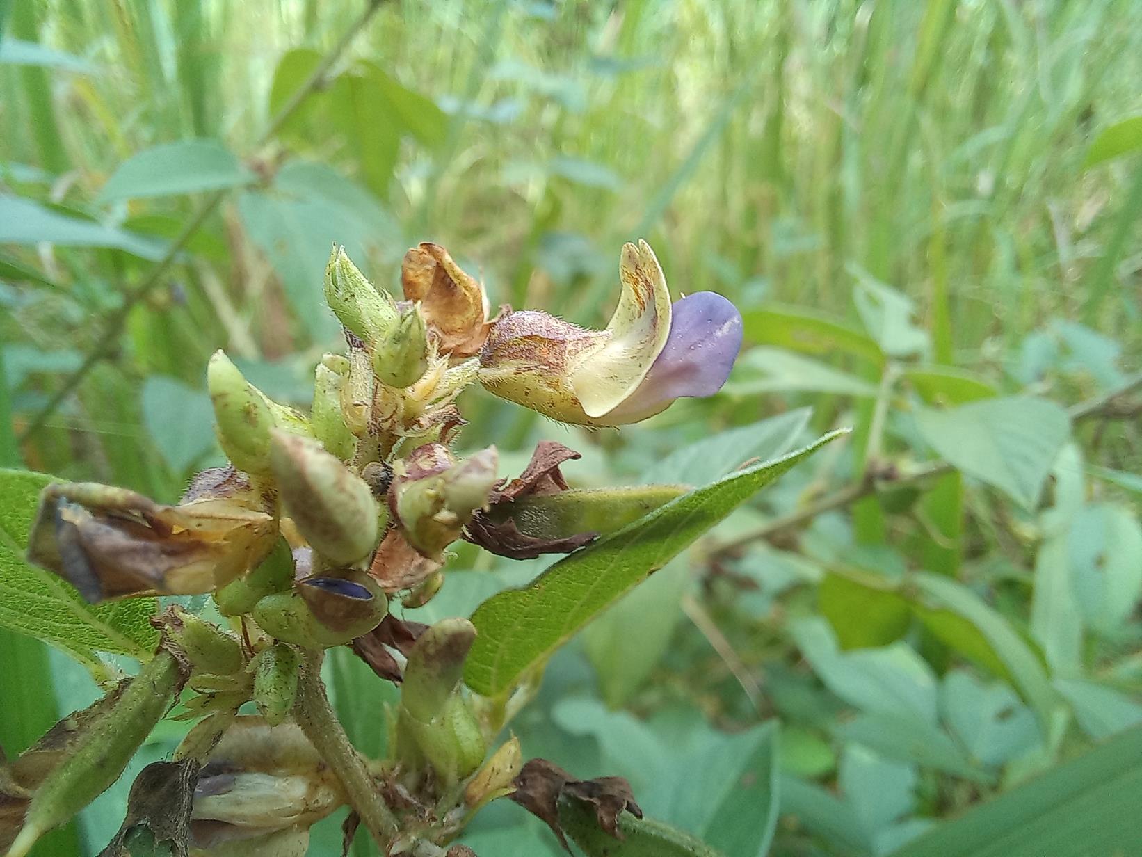 Dolichos pseudocomplanatus