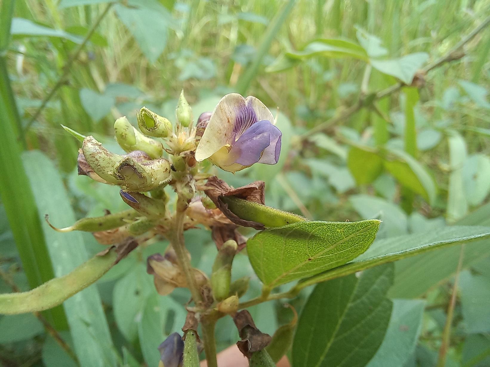 Dolichos pseudocomplanatus