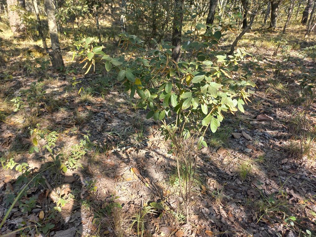 Macrotyloma ellipticum