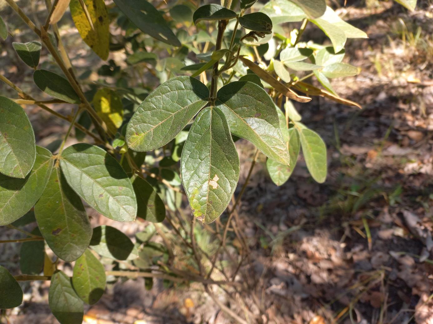 Macrotyloma ellipticum