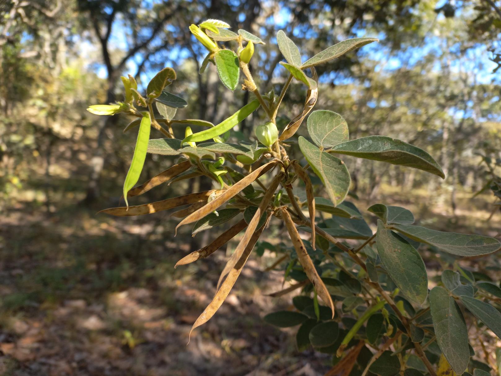 Macrotyloma ellipticum