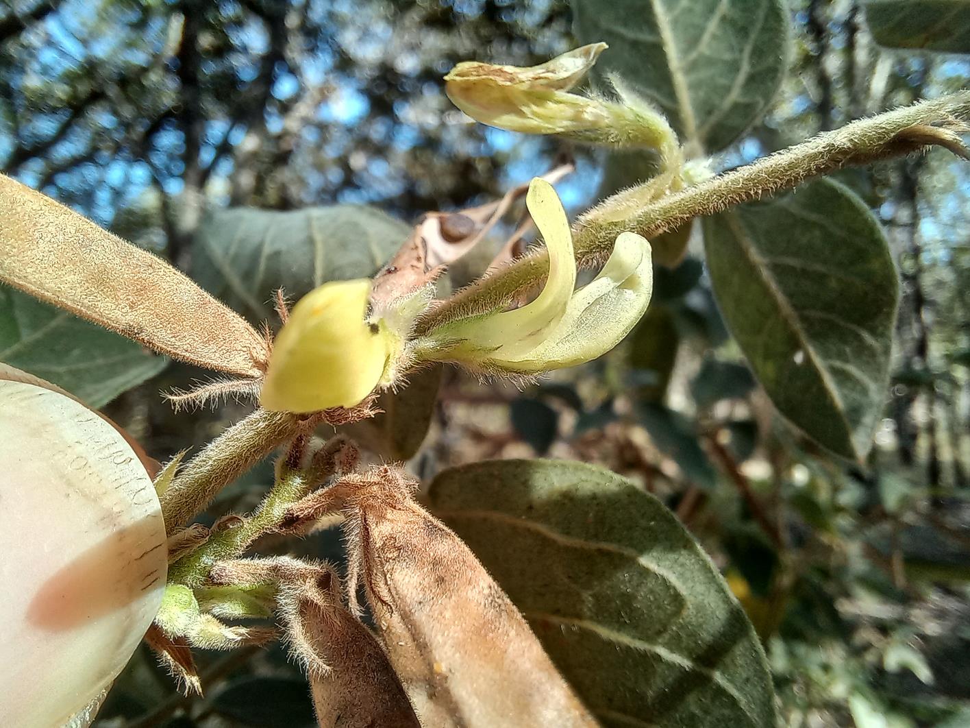 Macrotyloma ellipticum