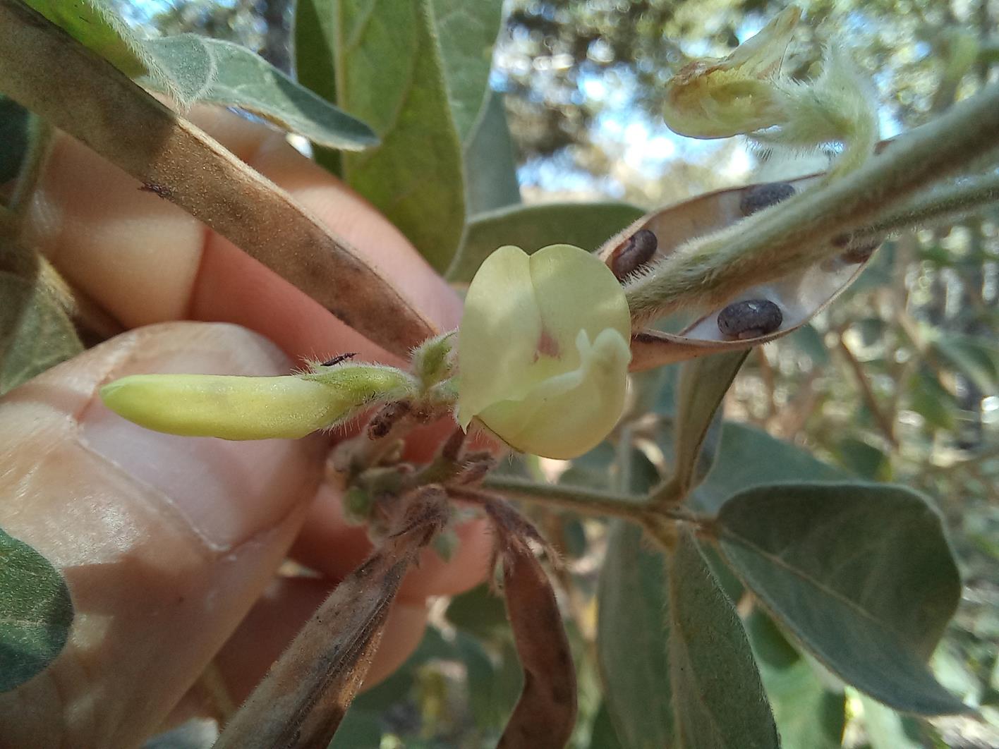 Macrotyloma ellipticum