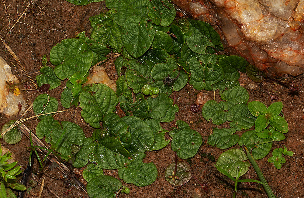 Eriosema flexuosum