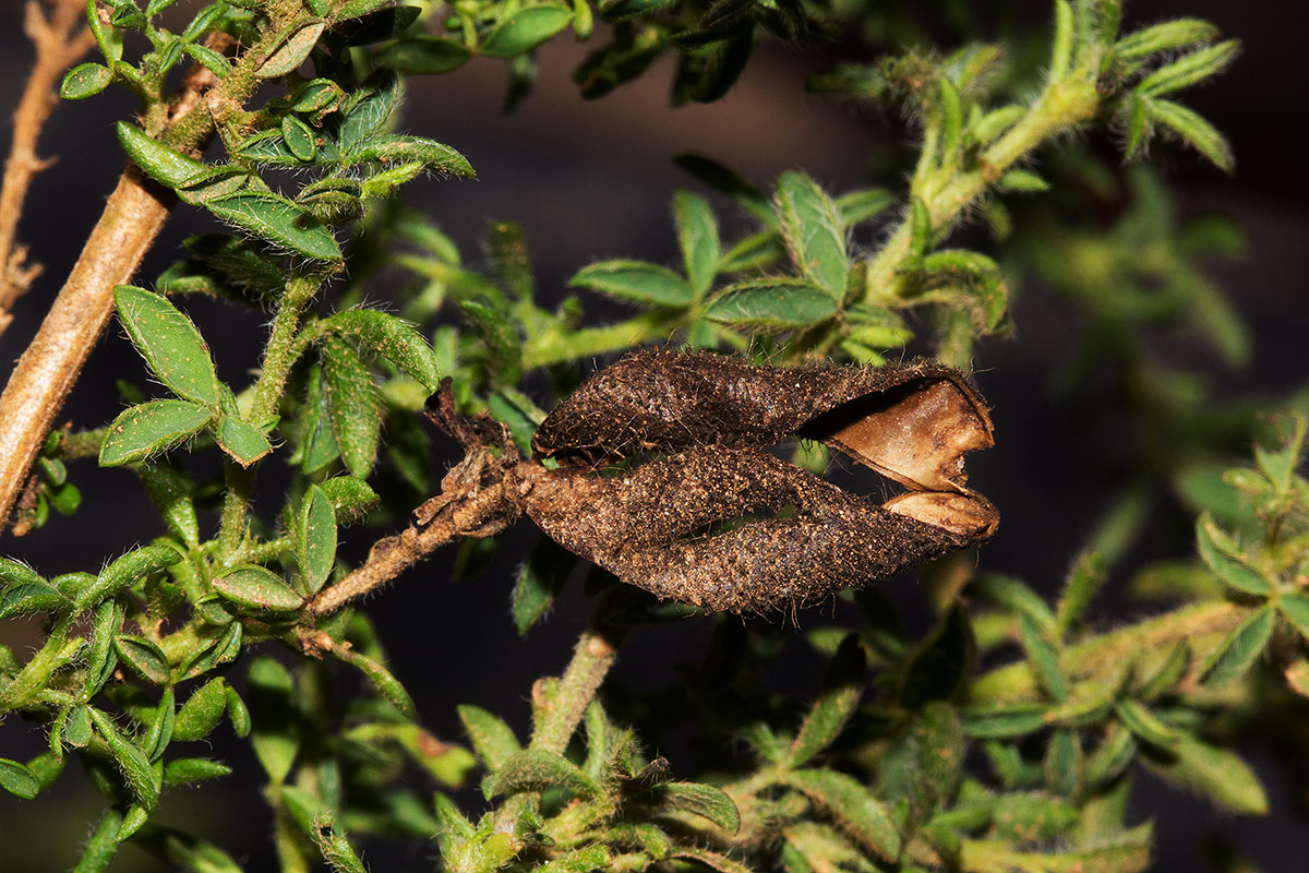 Adenocarpus mannii