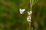 Vicia paucifolia subsp. malosana