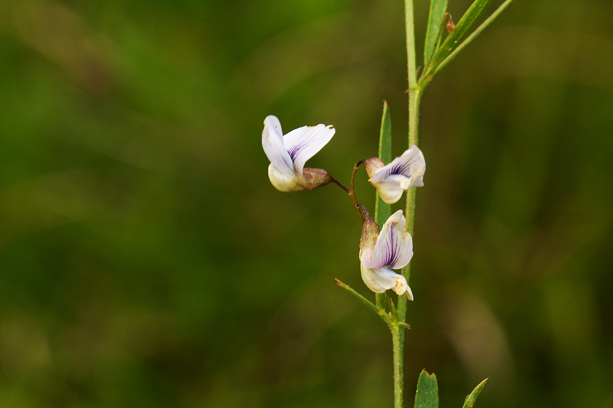 Vicia paucifolia subsp. malosana