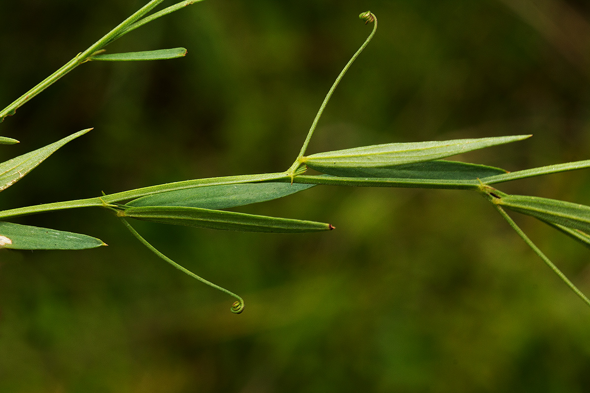 Vicia paucifolia subsp. malosana