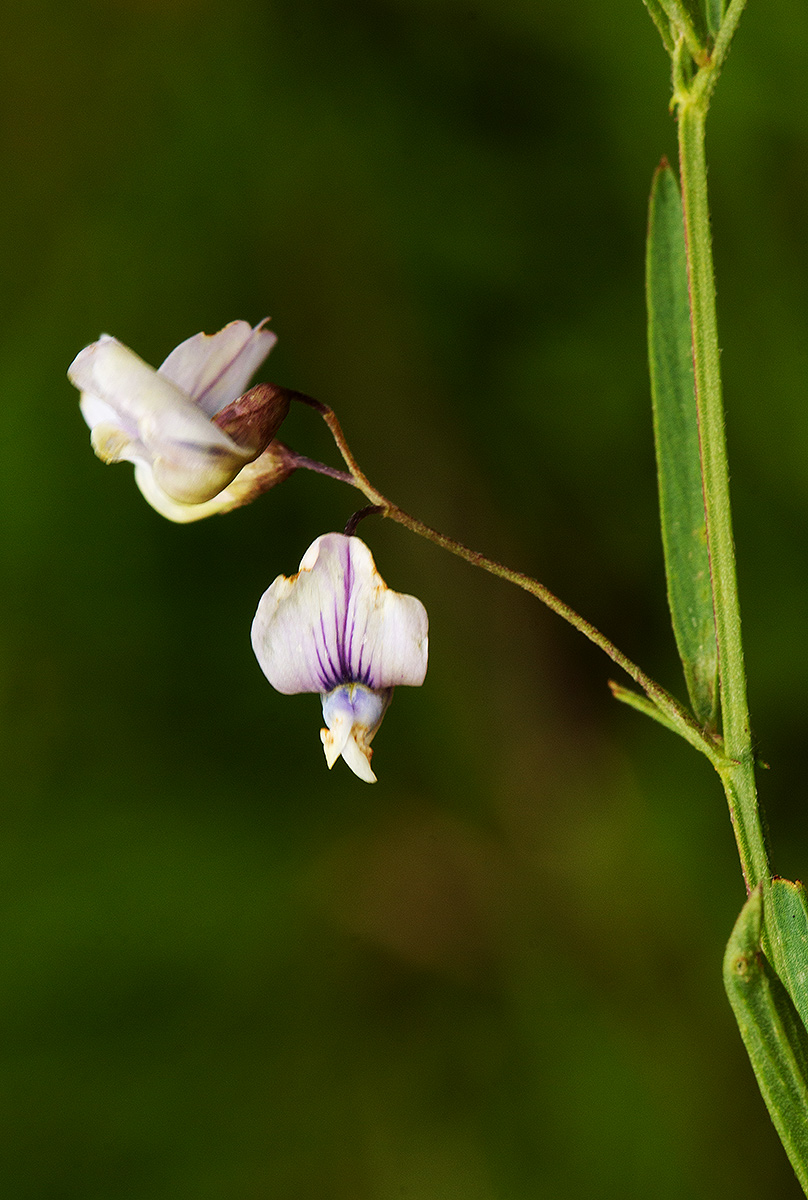 Vicia paucifolia subsp. malosana