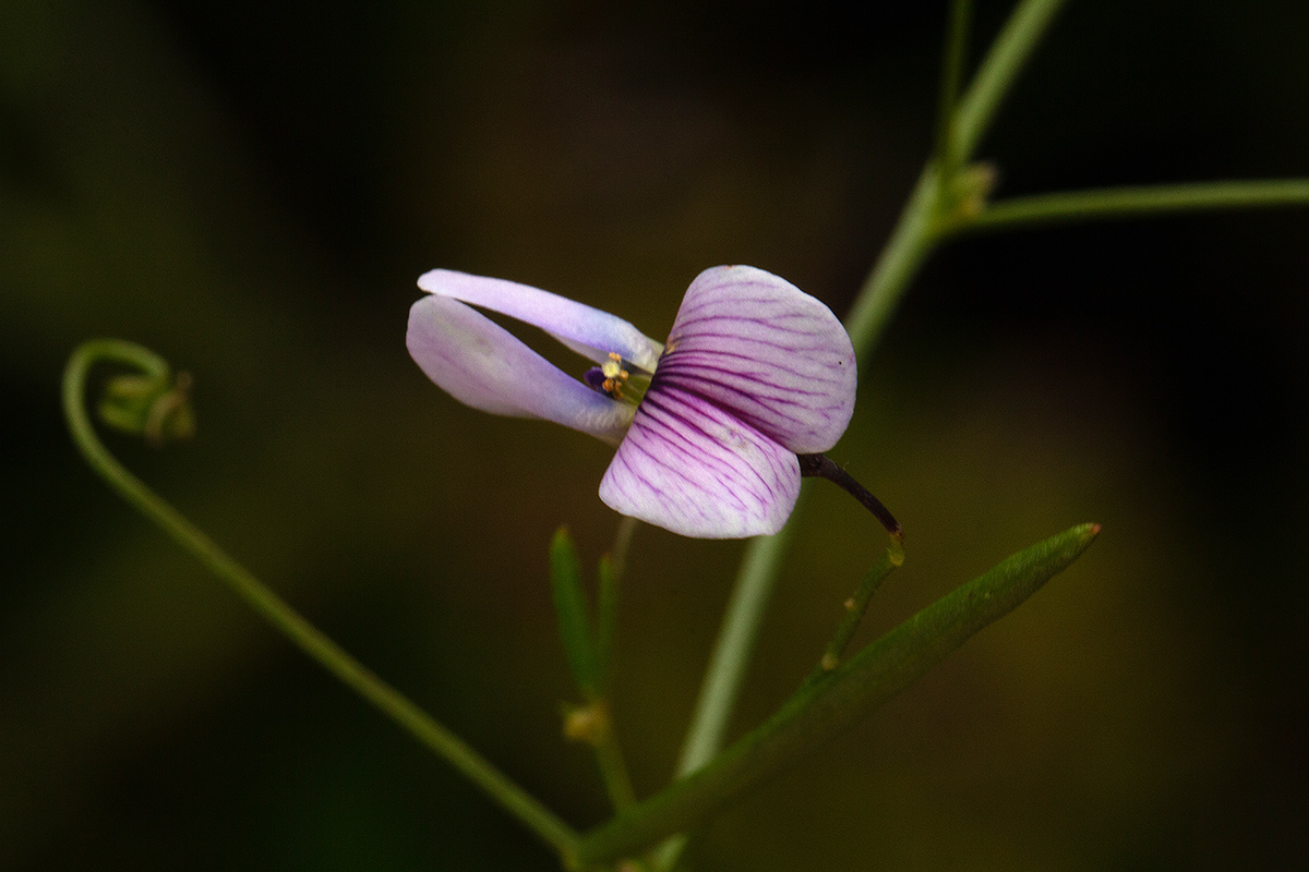 Vicia paucifolia subsp. malosana