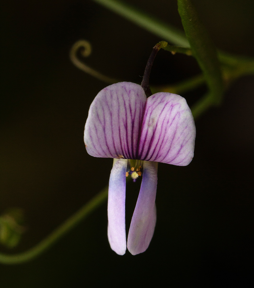 Vicia paucifolia subsp. malosana