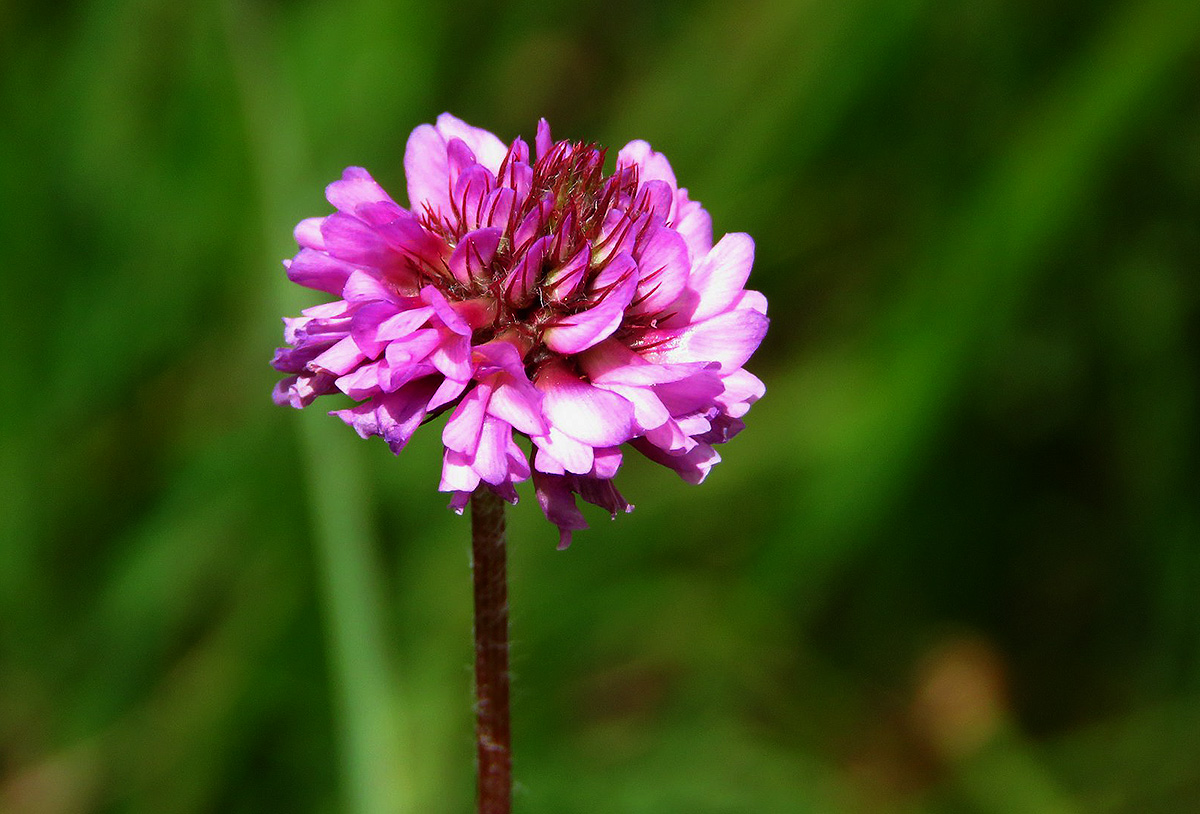 Trifolium simense