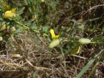 Crotalaria aculeata subsp. aculeata