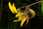 Crotalaria becquetii subsp. turgida
