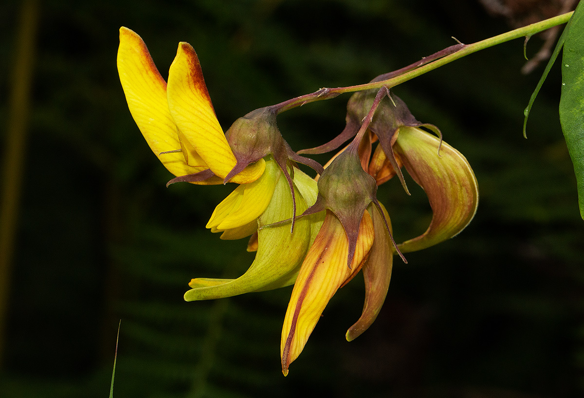 Crotalaria becquetii subsp. turgida Crotalaria becquetii subsp. turgida
