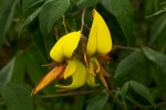 Crotalaria becquetii subsp. turgida