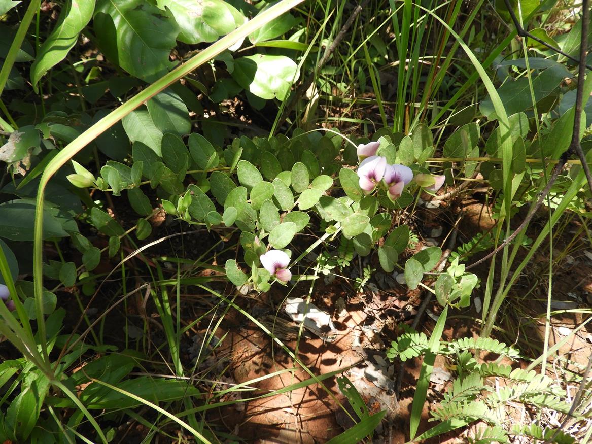 Crotalaria cornetii