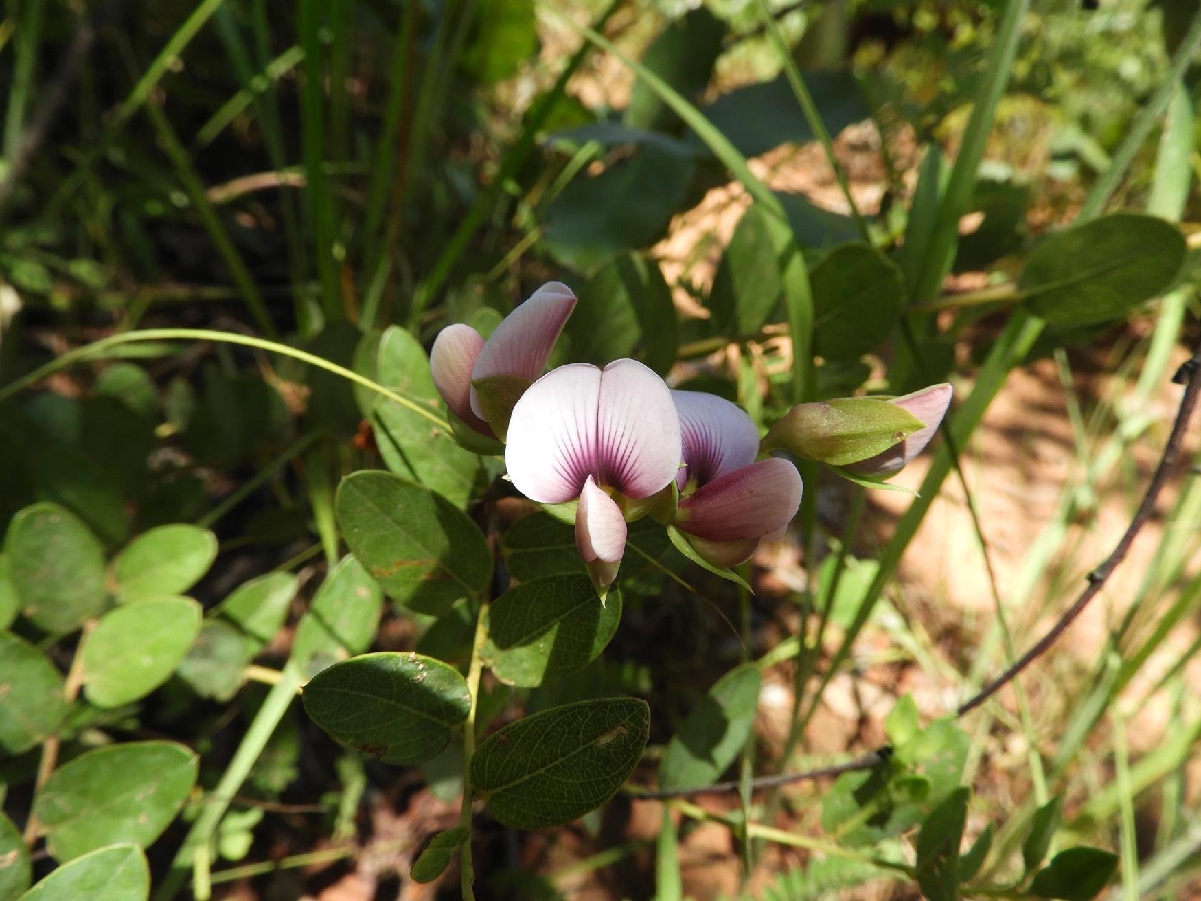 Crotalaria cornetii