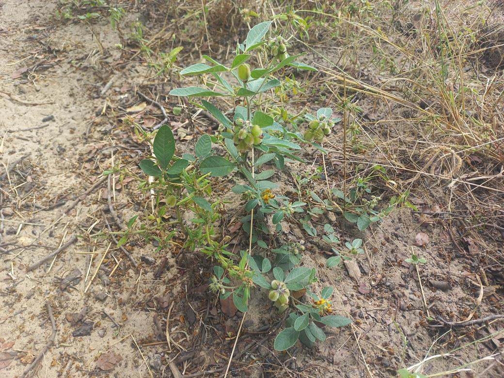 Crotalaria densicephala