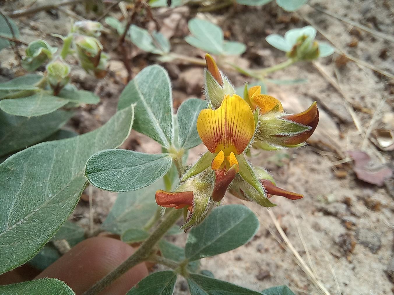Crotalaria densicephala