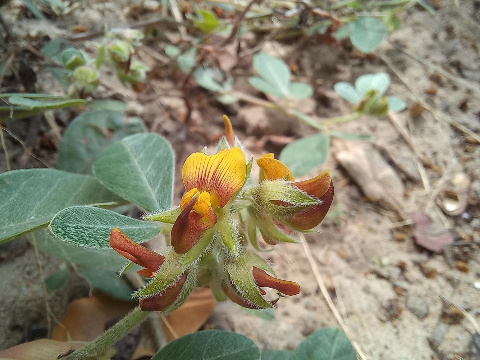 Crotalaria densicephala