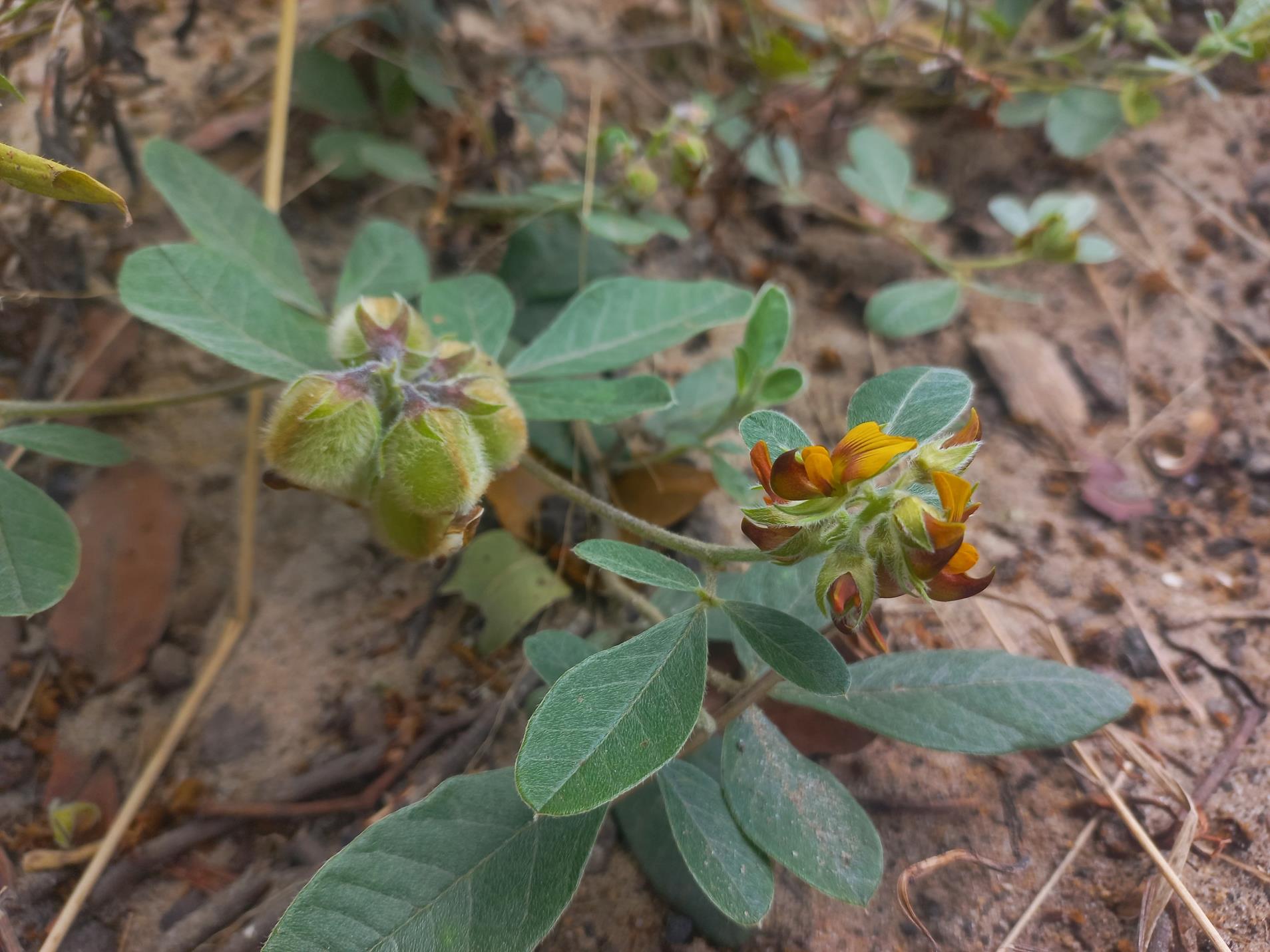 Crotalaria densicephala Crotalaria densicephala