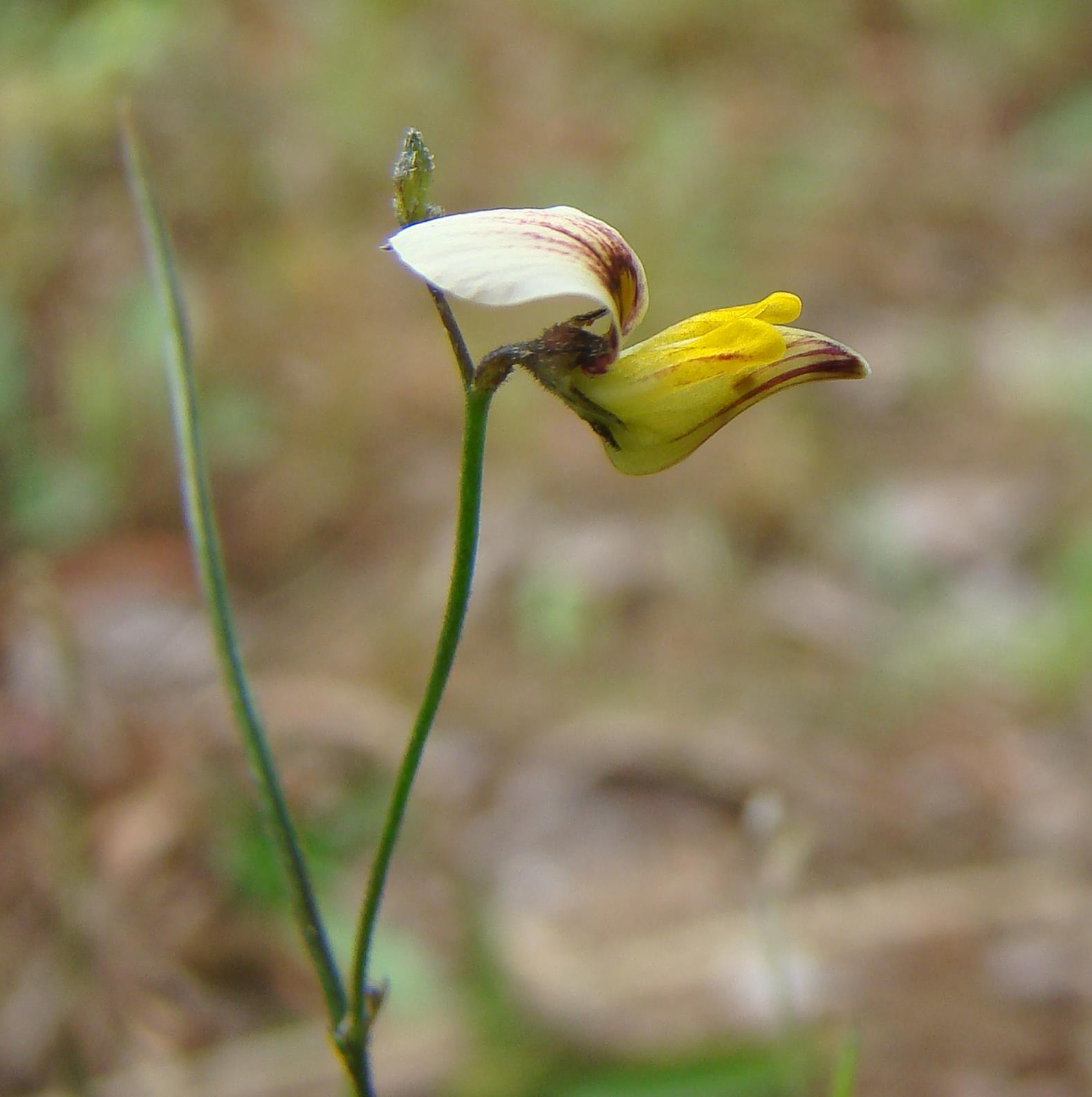 Crotalaria involutifolia