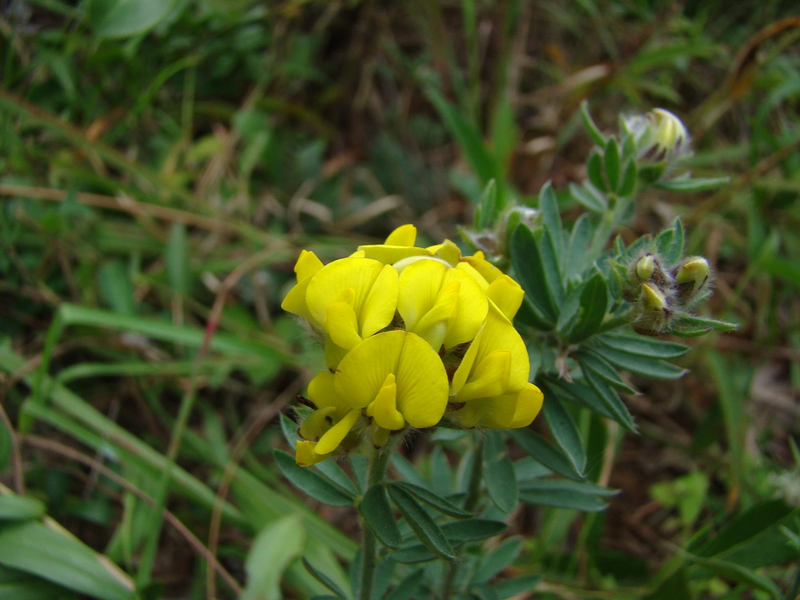 Crotalaria lukafuensis
