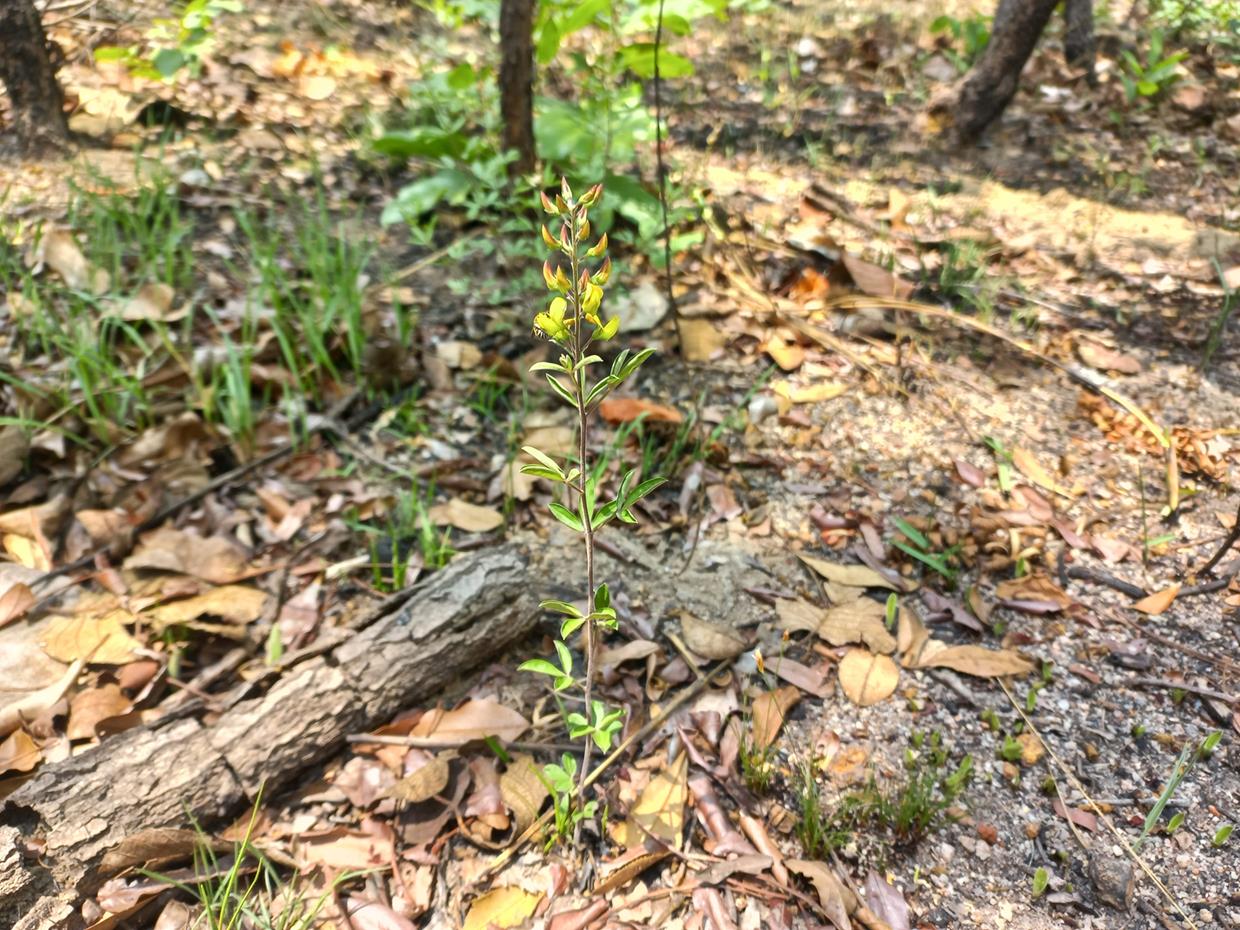 Crotalaria quangensis var. quangensis