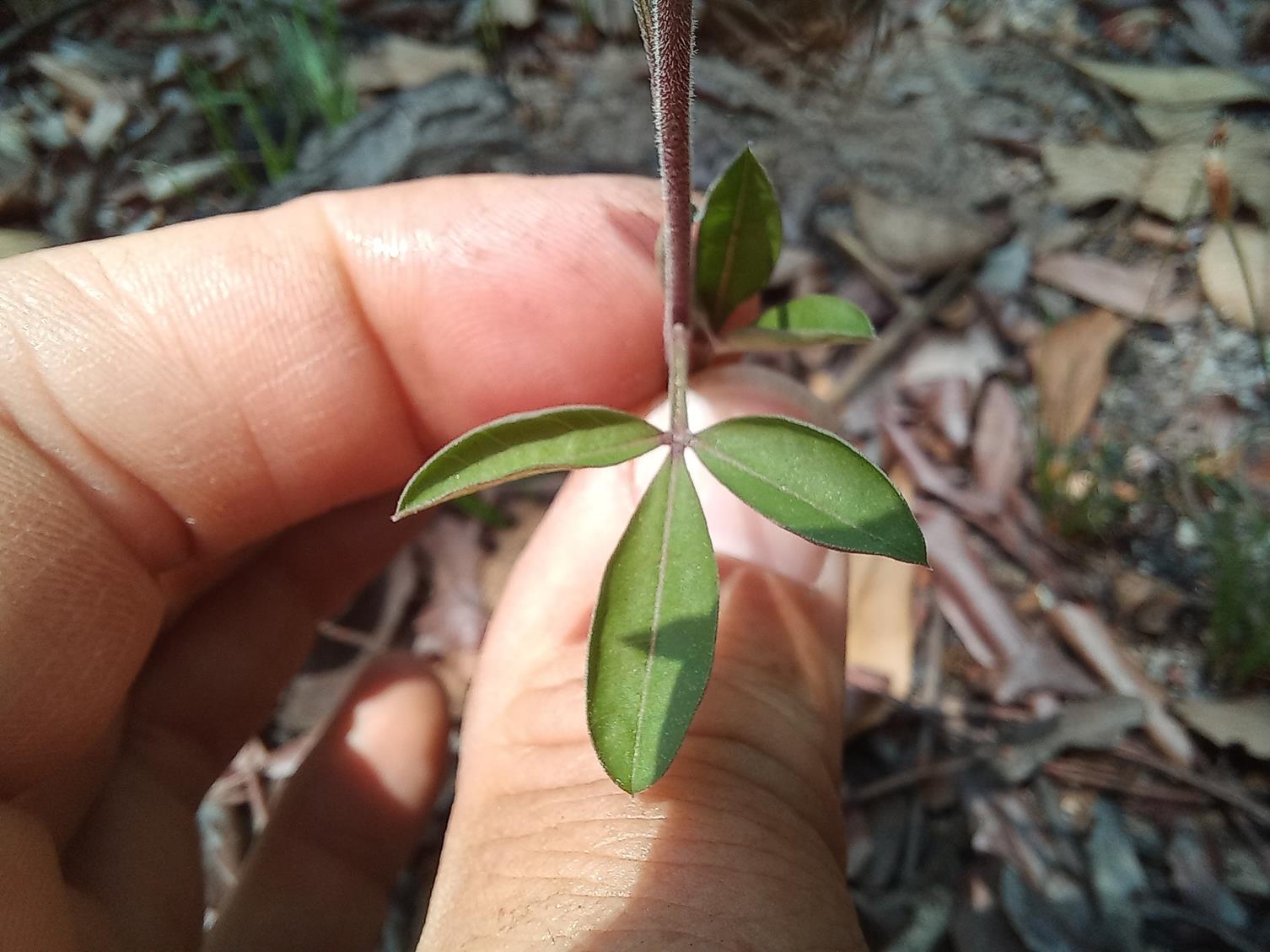 Crotalaria quangensis var. quangensis