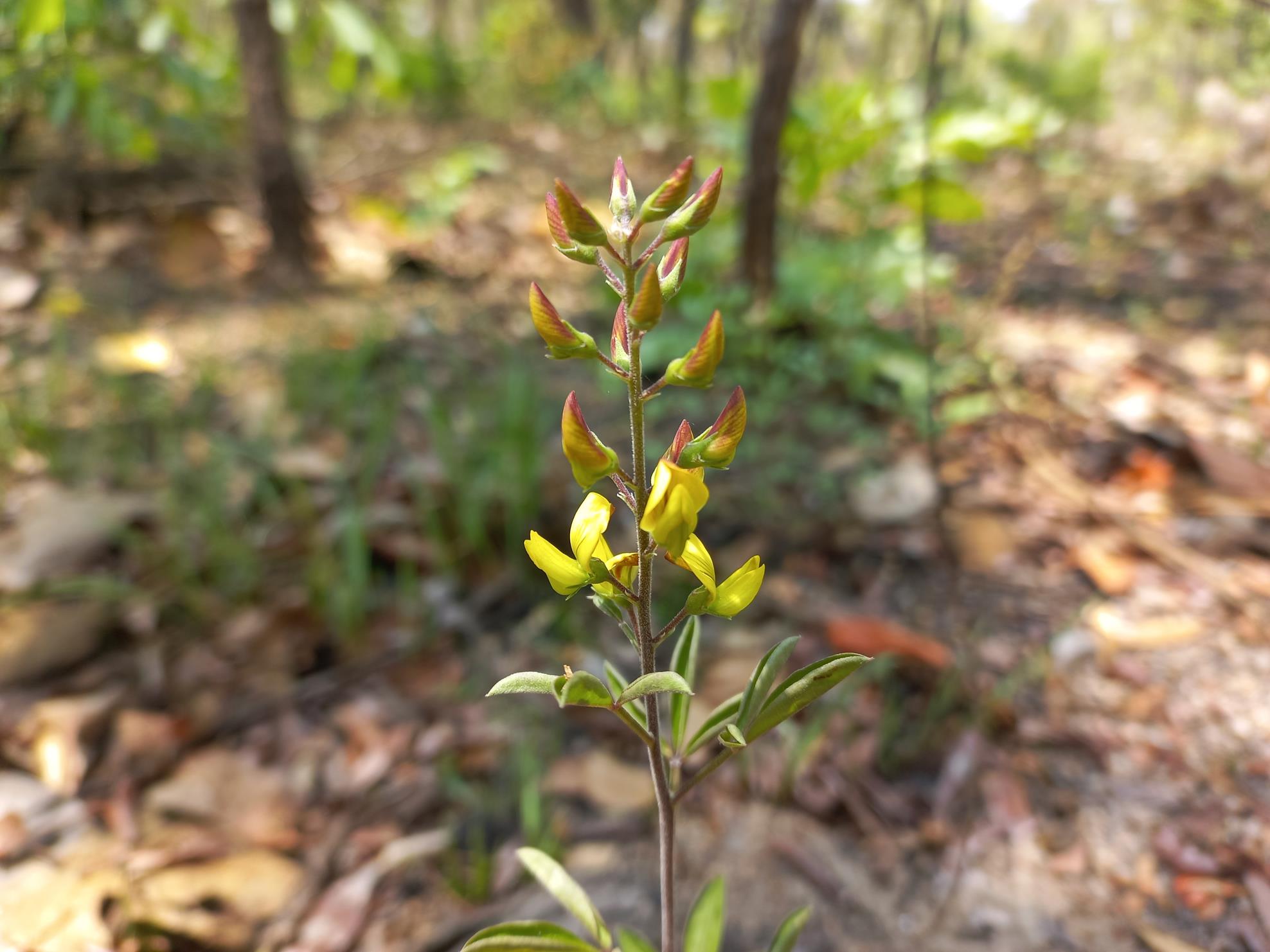 Crotalaria quangensis var. quangensis