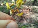 Crotalaria quangensis var. quangensis