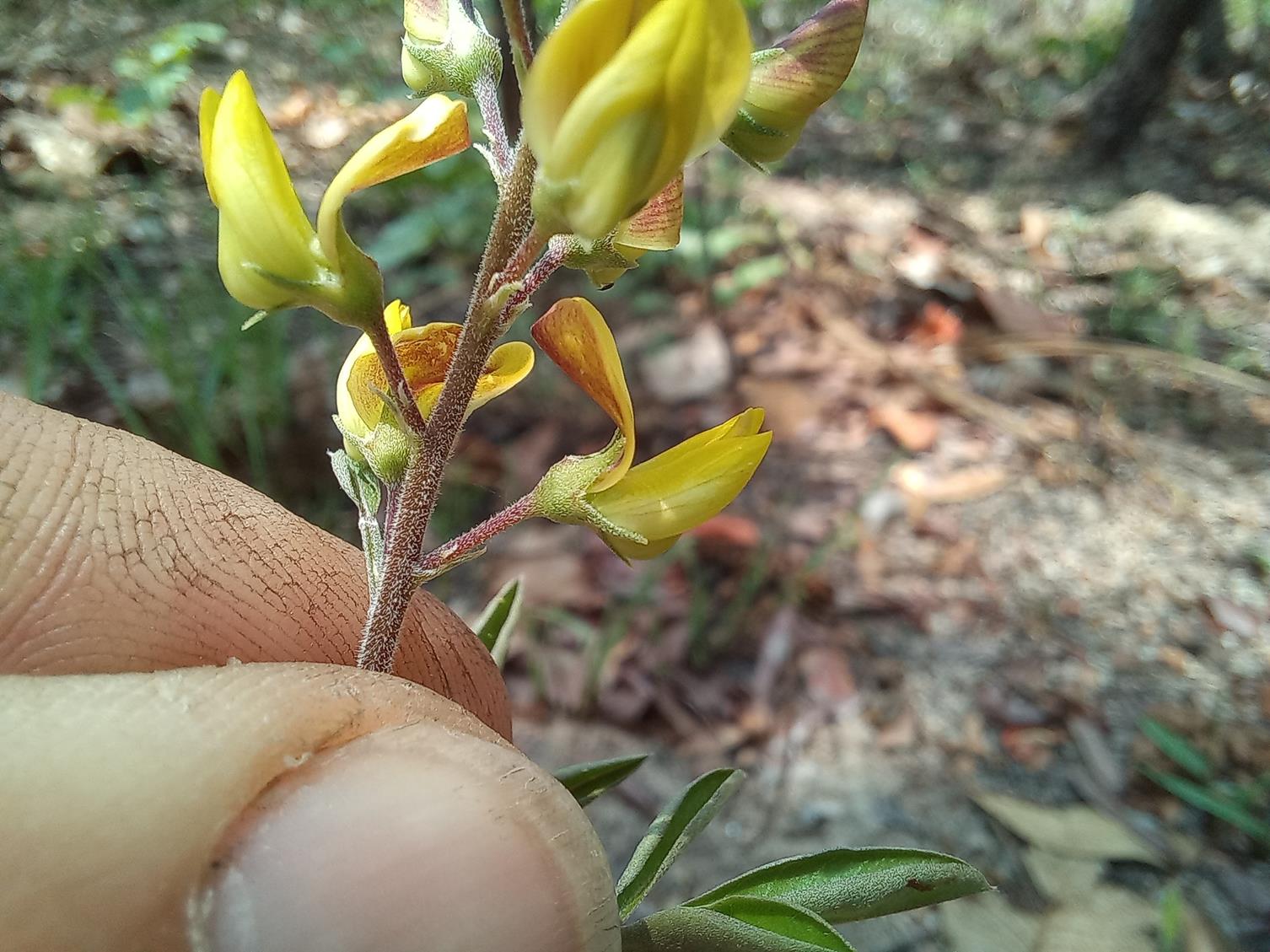 Crotalaria quangensis var. quangensis