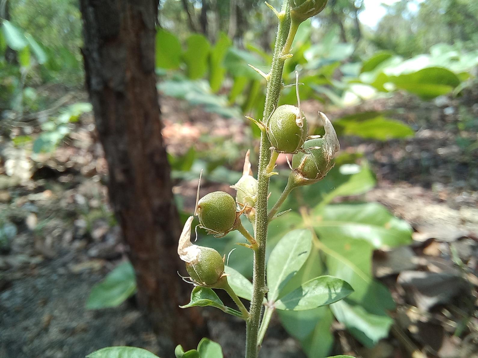 Crotalaria quangensis var. quangensis