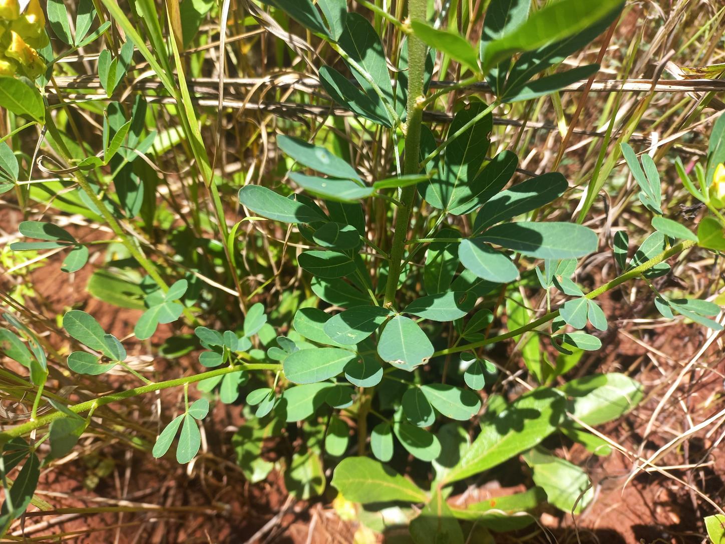Crotalaria streptorrhyncha Crotalaria streptorrhyncha