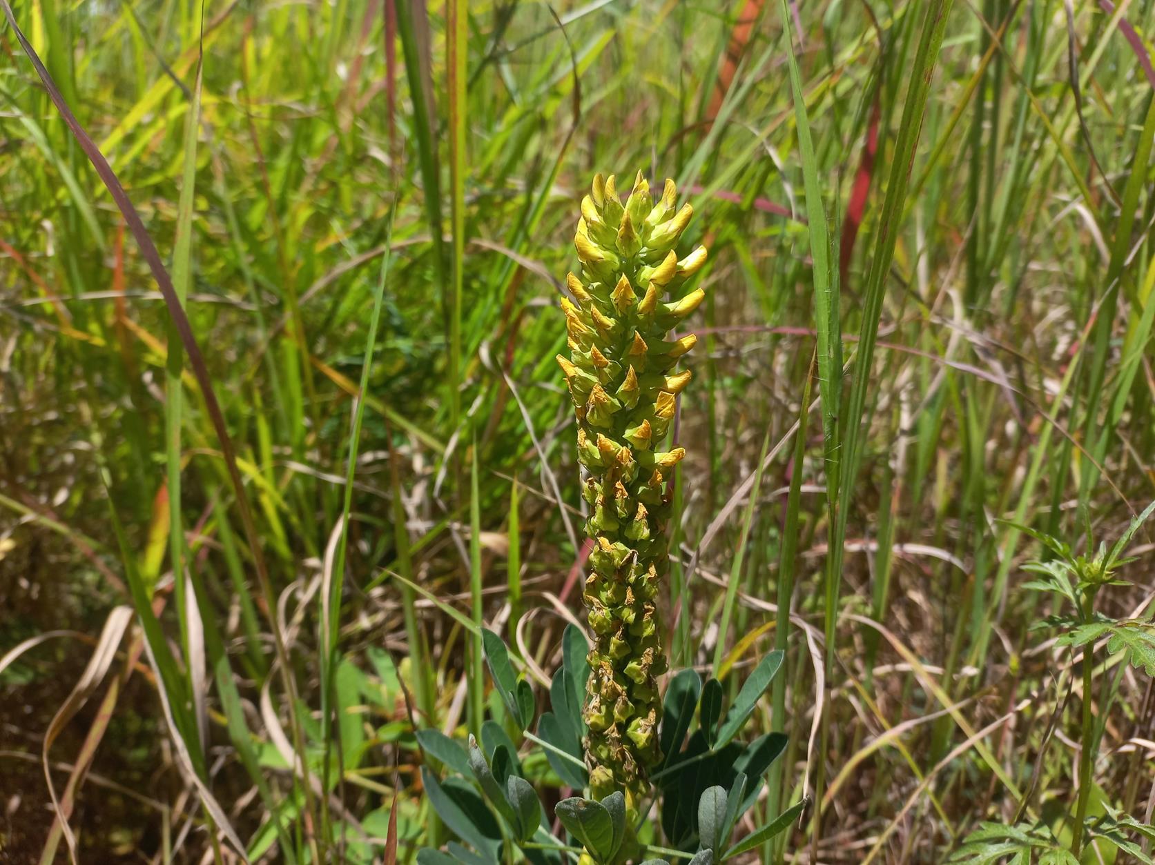 Crotalaria streptorrhyncha Crotalaria streptorrhyncha