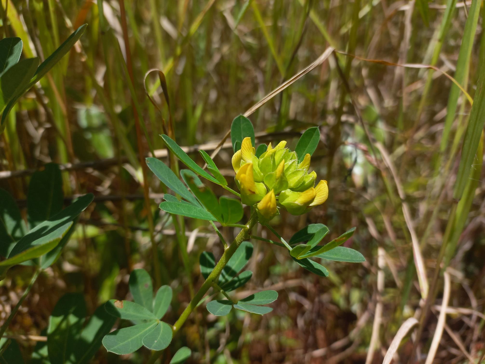 Crotalaria streptorrhyncha