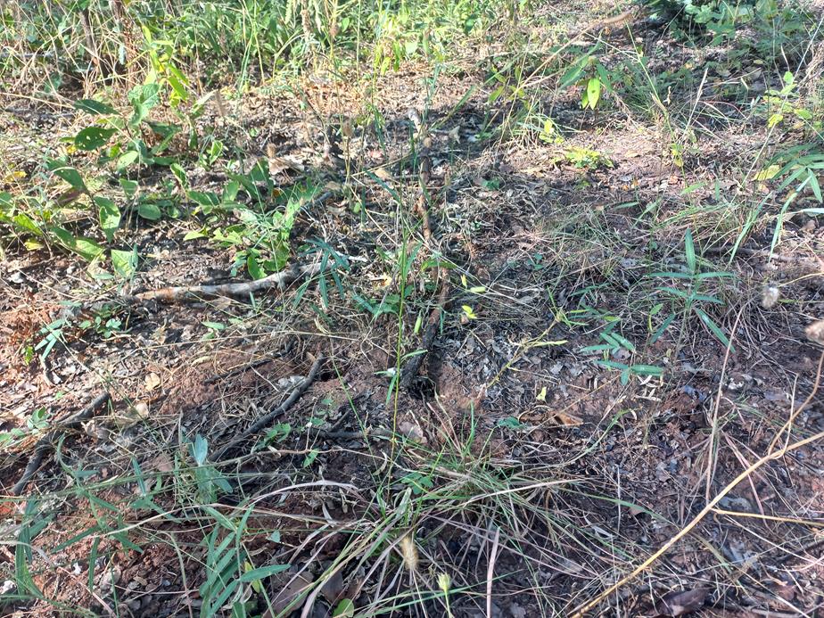 Crotalaria vanmeelii