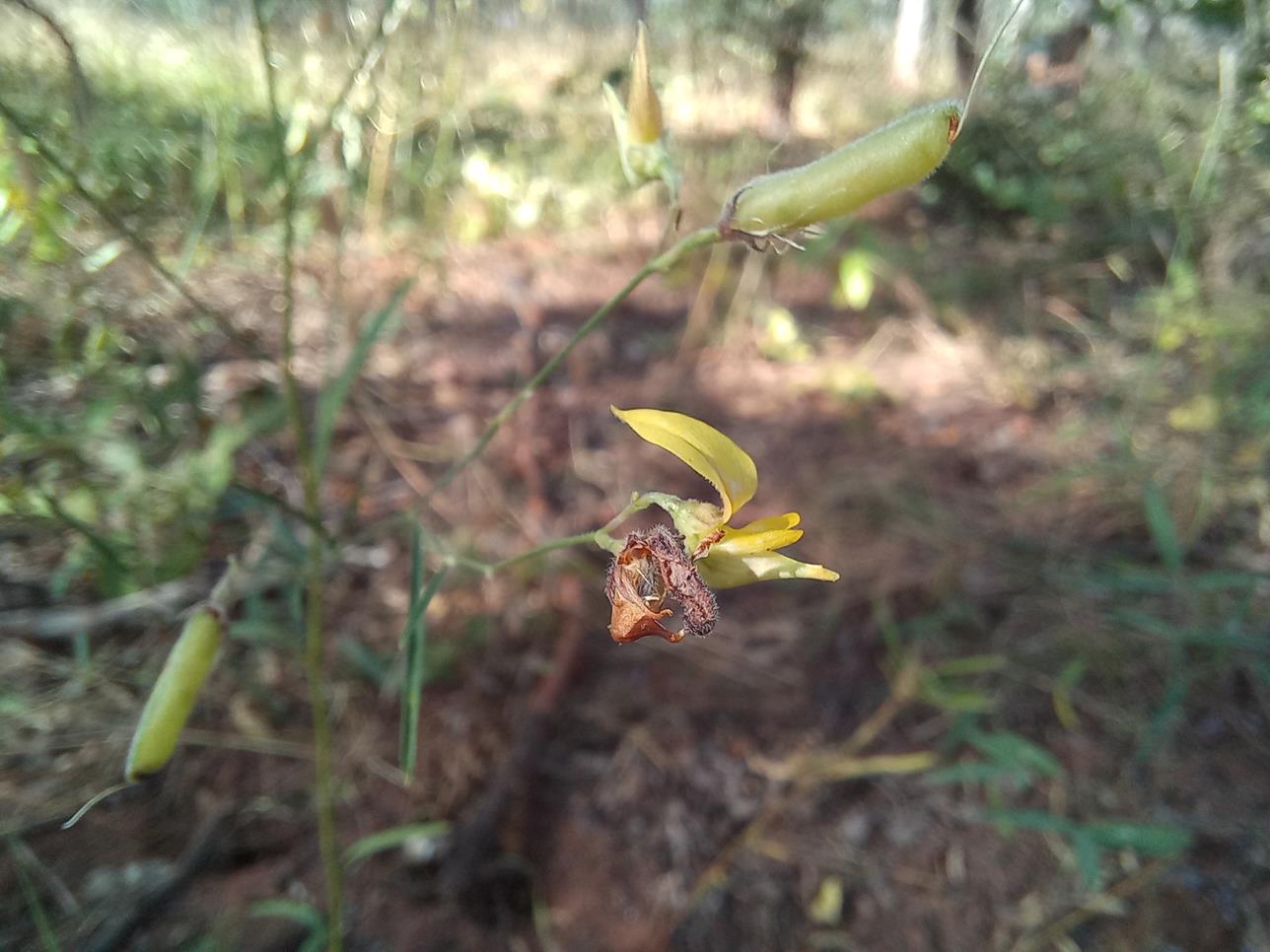 Crotalaria vanmeelii