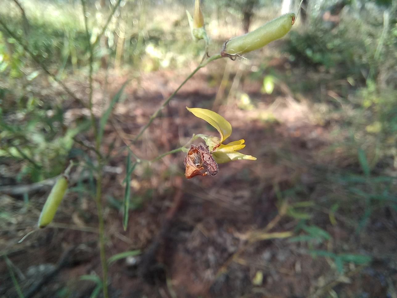 Crotalaria vanmeelii