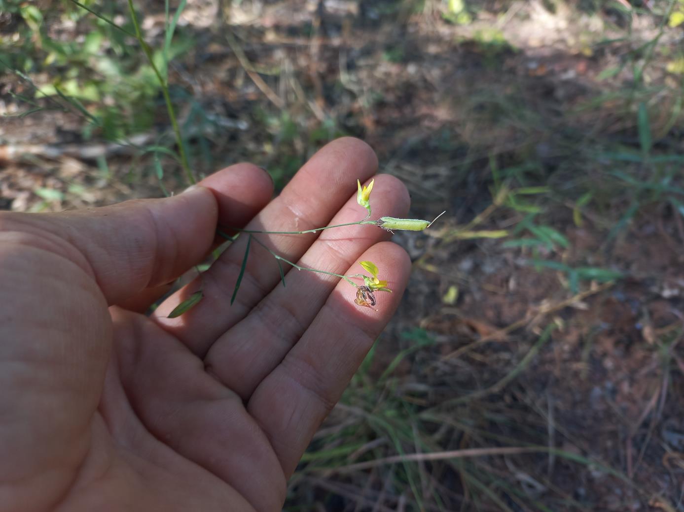 Crotalaria vanmeelii Crotalaria vanmeelii