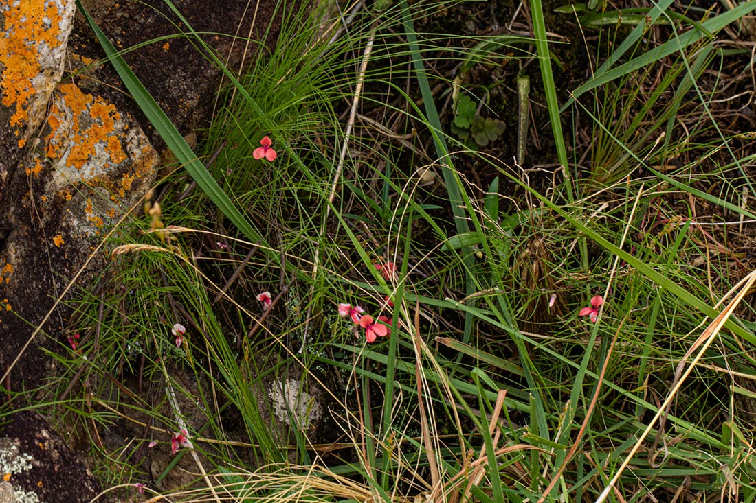 Microcharis asparagoides