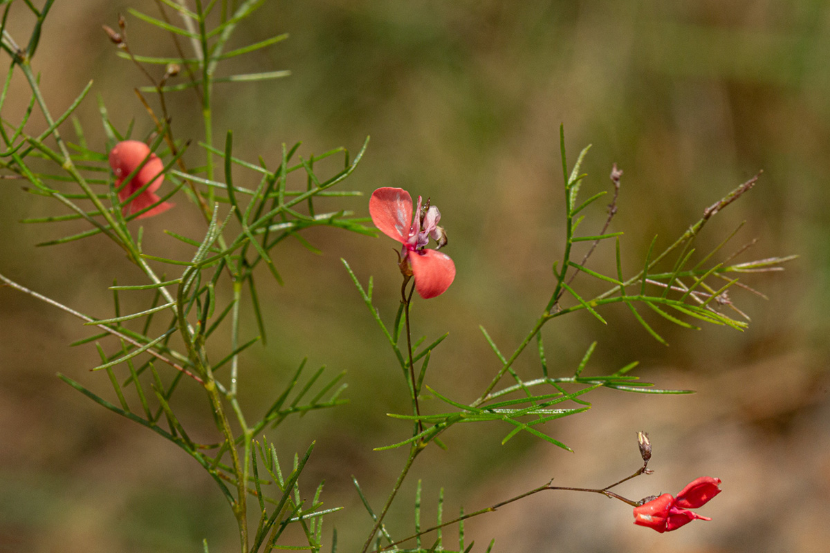 Microcharis asparagoides