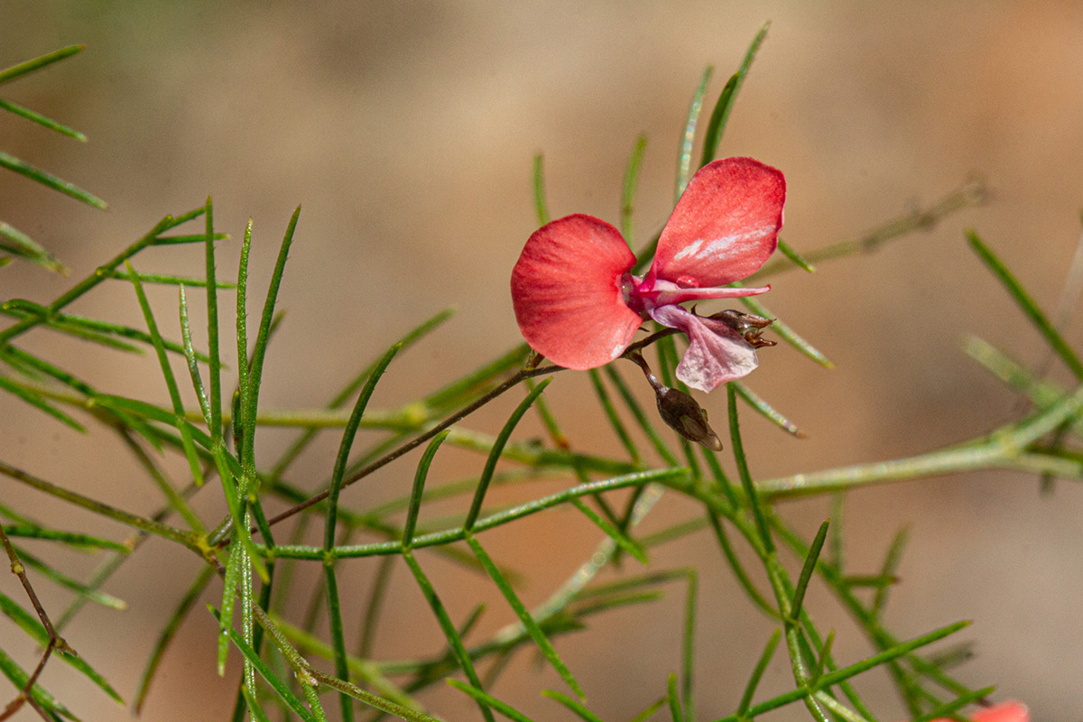 Microcharis asparagoides