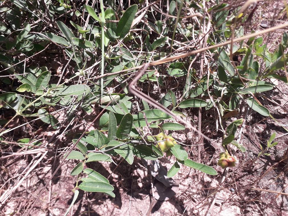 Sclerocroton oblongifolius